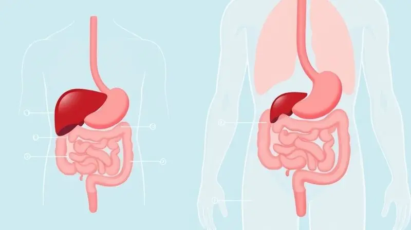 Ilustração médica mostrando a localização e a função da vesícula biliar no sistema digestivo, conectada ao fígado e ao estômago.