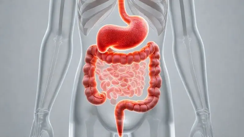 Ilustração do sistema digestivo humano mostrando a localização e função da vesícula biliar