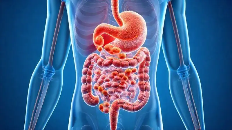 Sistema digestivo humano em ilustração conceitual mostrando absorção de nutrientes e conexão muscular